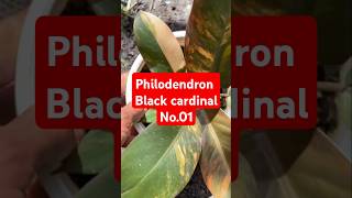 Philodendron Black cardinal No01 plants garden shorts [upl. by Reeves918]