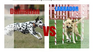 Labrador vs Dalmatian Dog comparison by Dog Tubed [upl. by Raab]