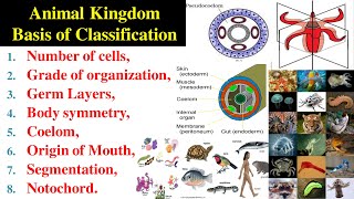 Basis of Classification  Germ layers  Coelom  Protostomia and Duterostomia  Animal Kingdom [upl. by Ardnohsed670]