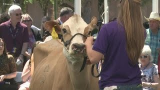 Arizona lawmakers compete in cowmilking contest [upl. by Gnoht]