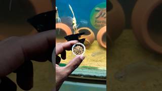 Aquarium Fish Food Feeding tigerbarbfish barbfish fishfood morbifish viralshort [upl. by Sehguh]