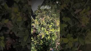 Quran tarjama 🥰foryou islamicprayer shorts shortvideo viralshort [upl. by Eeladnerb738]