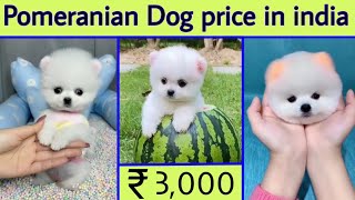 Pomeranian Dog price in india  teacup dog price in india  cute dog price in india  Earning dog [upl. by Brandt255]