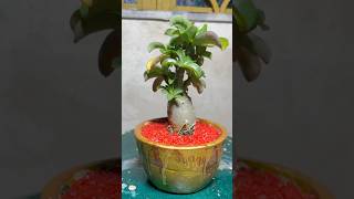 Arabicum Madusa in DIY pot decoration  decoration with adenium plants  desert rose plant [upl. by Sonstrom289]