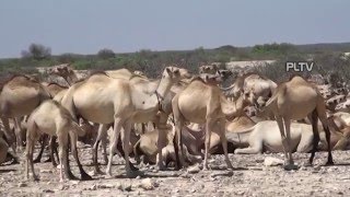 DAAWO Bilicda Puntland [upl. by Khanna]