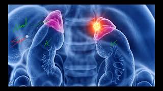 IM Endocrine 19 Adrenal gland Adrenal incidentaloma [upl. by Kirtley993]