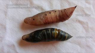 Macroglossum stellatarum How to tell if a pupa is not alive [upl. by Marchelle187]