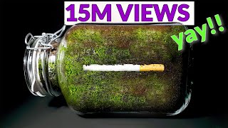 CIGARETTE IN SOIL  1 YEAR Time Lapse 8K [upl. by Petronia]