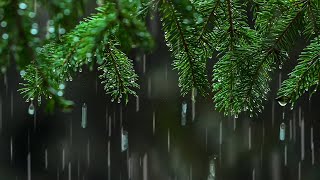 Light Rain in the Woods 🌳 🌧🌲 Relaxing Rainstorm White Noise for Sleep [upl. by Calley]