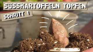 Süßkartoffeln Topfen  Schritt 1 zur Süßkartoffelernte [upl. by Brynne]