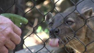 Hansel the Fossa [upl. by Lanie]