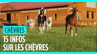 15 infos que vous ignorez peutêtre sur les chèvres [upl. by Ott965]