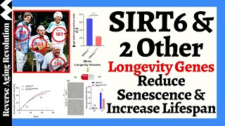 Unlocking Longevity SIRT6 amp 2 Other Longevity Genes Reduce Senescence amp Extend Lifespan [upl. by Coad]