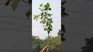 plant chorHow to grow allamanda flower plant from cuttinggardening plants houseplants reels [upl. by Notaes104]