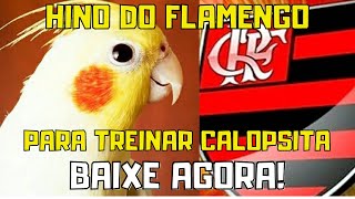 Hino do Flamengo Para Calopsita [upl. by Ree551]