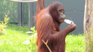 Orangutan Drinking Water From Bottle [upl. by Isia645]