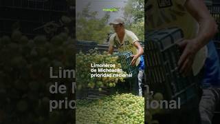 Los limoneros del Valle de Apatzingán entran en los objetivos del gobierno de Sheinbaum [upl. by Otes]