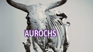 Aurochs [upl. by Anigger]