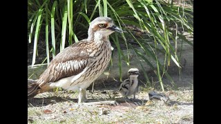 Tweed’s Curlew Coast – Living with Bush Stonecurlews [upl. by Allenad510]