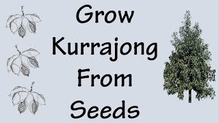 How To Propagate Kurrajong Tree From Seeds Bottle Tree [upl. by Renell]