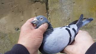 Janssen Arendonk pigeon [upl. by Eramat]