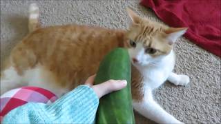 Cats VS Cucumbers 30 minutes [upl. by Columbus]