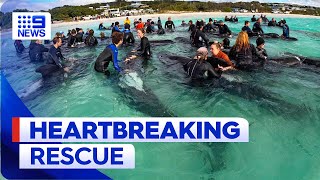 Desperate mission to save whales stranded on WA beach  9 News Australia [upl. by Lapointe]