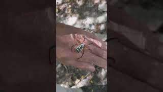 Argiope aurantia Zipper spider [upl. by Iden168]