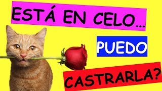 Se puede ESTERILIZAR CASTRAR a mi GATA si esta en CELO [upl. by Yahsat]