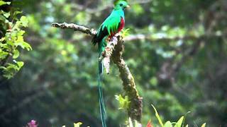 Nesting male Resplendent Quetzal at Mount Totumas Cloud Forest [upl. by Ansilme]