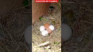 Fisher Parrot  Fisher Lovebird  Lovebirds  Parrot  Birds Farming In Pakistan [upl. by Jurdi]