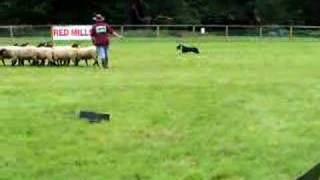 Sheep Herding Training [upl. by Sibby72]