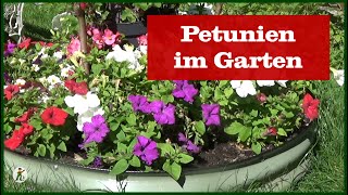 Petunien im Beet [upl. by Dnar330]