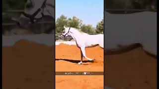 وقمري مش واخد باله😍🤍 خيلعرب48 [upl. by Burnie]