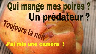 Qui mange mes poires williams rouge extra  jai mis une caméra pour identifier le prédateur [upl. by Emoreg]