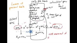 Acetazolamide Mechanism [upl. by Naihtniroc]