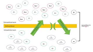 Membranpotenzial Aktionspotenzial Erregungsleitung  Grundlagen für Biologie und Medizin [upl. by Caputto]