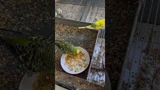 Budgie Breakfast Time 🥣🐦 budgiebliss budgiefam birds budgerigarbird budgey budgie lovebirds [upl. by Idnew]