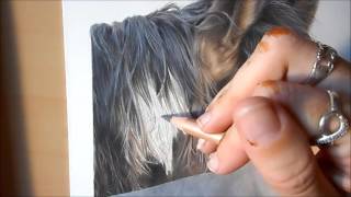 Timelapse  Horses Mane in Colour Pencil [upl. by Ardnossak]