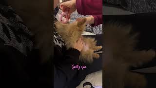 шпиц шпицуля померанскийщпиц spitz puppy щенок puppydog puppylife spitzdog spitzpuppy [upl. by Ehcropal]