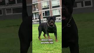 Doberman vs Rottweiler fight [upl. by Akinad]