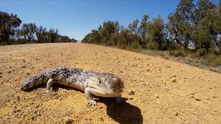 Shingleback Lizard Crossing Dirt Road [upl. by Shaun]