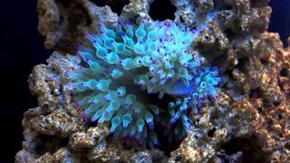 Green Bubble Tip Anemone Feeding [upl. by Amedeo]