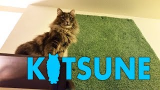 Gift idea for your cat  How to build a climbing wall [upl. by Mikel]