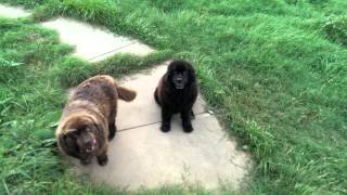 My newfoundland dogs barking [upl. by Broddie599]