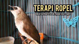 trucukan ropel panjang TARUNG PANCINGAN TRUCUKAN agar bunyi JADIKAN burung trucukan gacor EMOSI [upl. by Assirim66]