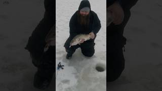 Massive 27” broodstock Arctic char ice fishing little Campbell lake Anchorage Alaska fishing fish [upl. by Belamy567]