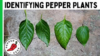 Identifying Pepper Plants  Tips To ID A Mystery Plant  Pepper Geek [upl. by Beller370]