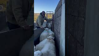 Sheep sorting some days is tough youtubeshorts farming sheepherding sheepfarm sheepherder [upl. by Halueb]