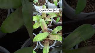 Cryptanthus Eloisa subscribe gardenplants subscribenow plantagarden [upl. by Enaamuj100]